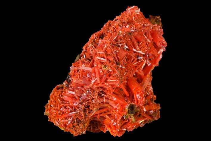 Bright Orange Crocoite Crystal Cluster - Tasmania #171669